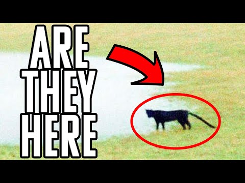 BIG CATS In The UK? Is It Real?