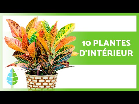 , title : '10 PLANTES D'INTÉRIEUR FACILES d'ENTRETIEN 🌿🌸 Résistantes et MAGNIFIQUES !'