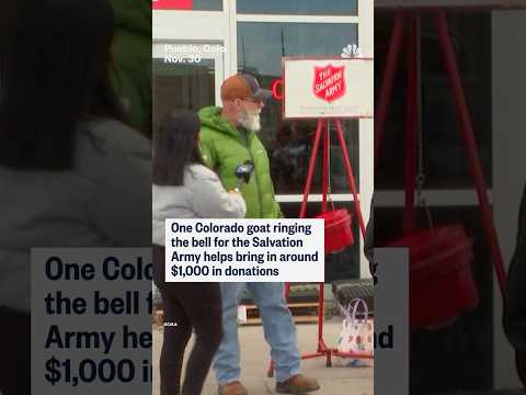 One Colorado goat ringing the bell for the Salvation Army helps bring in around $1,000 in donations