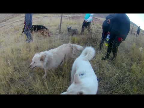 Diversion canina perros libres y salvajes