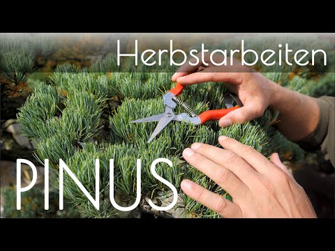 Mädchenkiefer  Bonsai - Herbstarbeiten