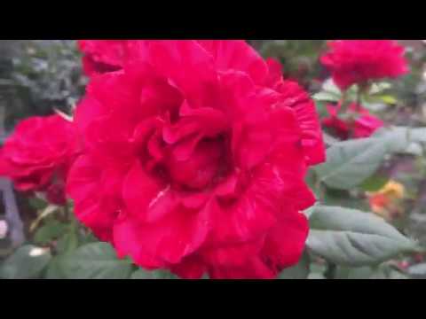 Роза &quot;Ред Интуишн&quot; Утро в саду!