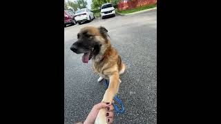 Video preview image #1 Mutt Puppy For Sale in Royal Palm Beach, FL, USA