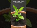 Growing Apple Tree From Seed 101 Days Time Lapse Amazingtimelapse Garden Apple