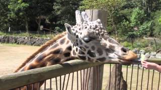 preview picture of video 'Auckland Zoo giraffe, Zabulu, being fed'