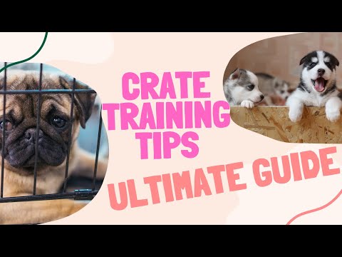 Tips for Crate Training Your Dog: An Ultimate Guide