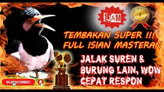 Download lagu Masteran Jalak Suren Langsung Nyaut - Pancingan Burung Lain Jadi Ikut Bunyi mp3 Download lagu Masteran Jalak Suren Langsung Nyaut - Pancingan Burung Lain Jadi Ikut Bunyi mp3