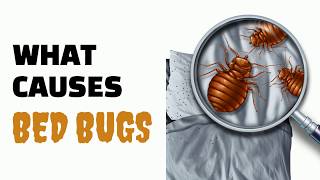 What Causes Bed Bugs ( Where Do They Come From)