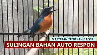 Download lagu Suara Burung sulingan gunung lokal MERAPI GACOR lot nyiul buat pancingan tledekan bakau & SRDC bahan mp3