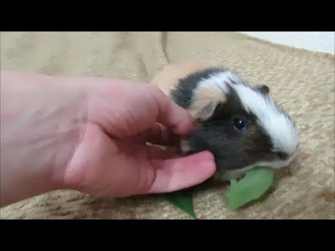 2 Jahre Videos mit Purzel