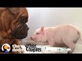 Watch This 135 Pound Dog Fall in Love with a Tiny Piglet | The Dodo Odd Couples