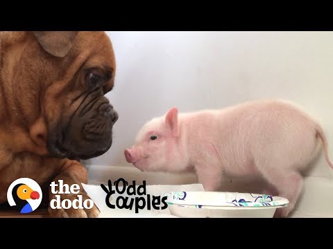 Watch This 135 Pound Dog Fall in Love with a Tiny Piglet | The Dodo Odd Couples