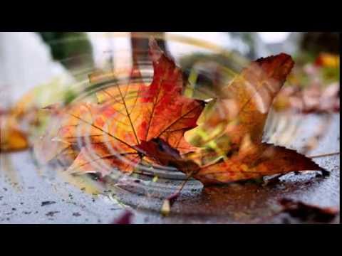 Чёрный кофе листопад