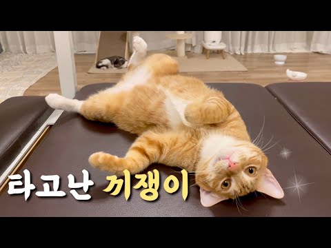 타고난 끼쟁이 고양이 바론이 & 수염이 사라진 하