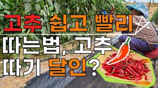 고추 수확 달인, 고추 쉽고 빠르게 따는방법 - 고추재배 고추농사 Red pepper farming