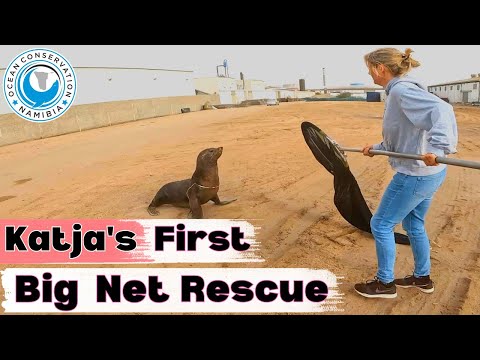 Katja's First Big Net Seal Rescue [SUCCESS]