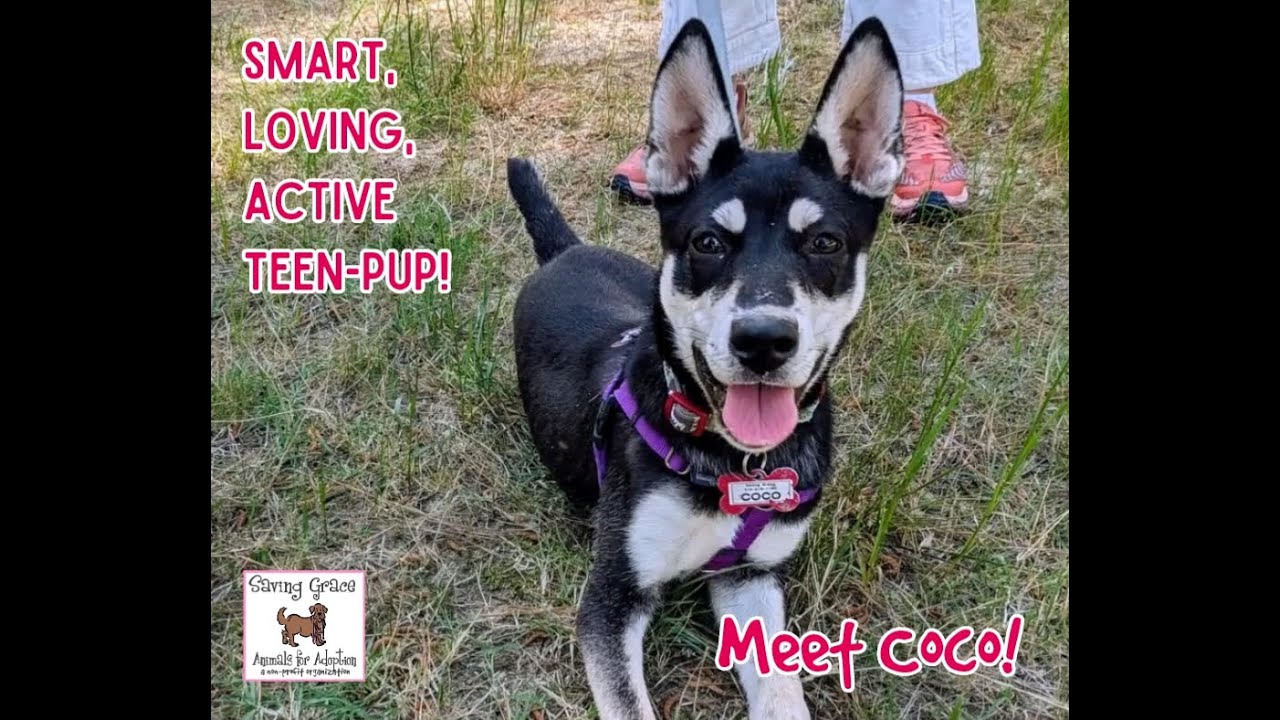 Enlarge Coco, a Adoptable Husky in Wake Forest, NC video 6/6