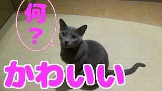 オービィー横浜に行ってみた！　キャットパラダイス編
