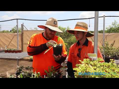 Nardoo Nursery's grand opening