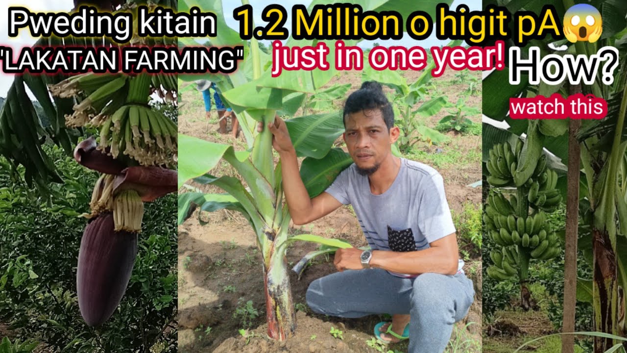 Growing Lakatan Banana in the Philippines A StepbyStep Guide Fruit