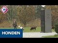 Nieuw hek vlak langs oorlogsmonument wekt woede hondenbezitters - OMROEP WEST