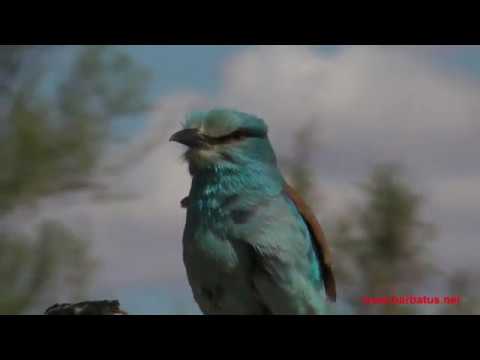 Carraca ( Coracias garrulus ) Roller