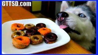 PUMPKIN DONUTS DOG TREAT | How to make Dog Treats DIY | Snacks with the Snow Dogs 36