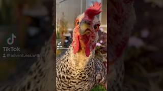 This is Barbara and needless to say she was very intrigued by my camera 😂#chickenlife