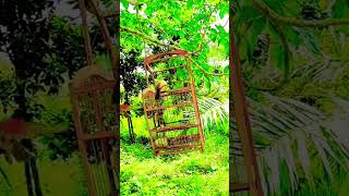 Download lagu Pikat kutilang emas dihutan mp3