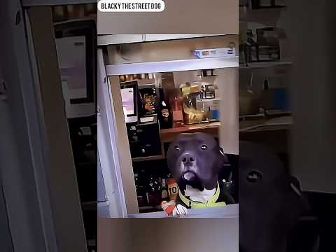 Animals: The Truest Best Friends Ever! 🐾 # Blacky the street dog