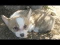 Corgi Puppy Digs Hole And Falls Asleep In It