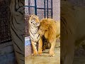 Big Bengal Tiger And Lion Together Enjoying Mian Saqib