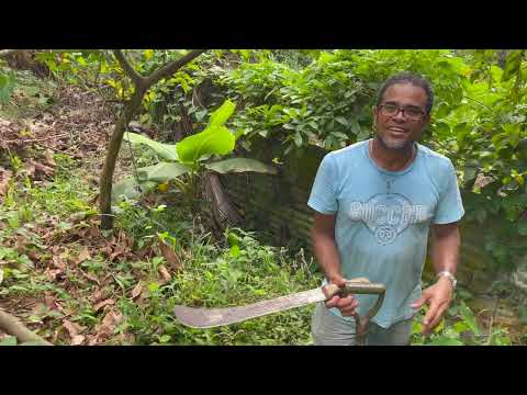 [TUTORIAL ] How To Plant And Harvest Dasheen -Sun Queen Relaxation