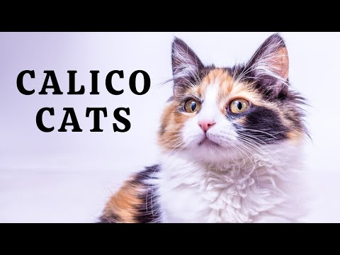Calico cats facts - Why are they considered lucky?