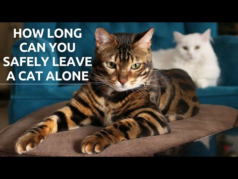YouTube video about: Should you leave a light on for a cat?