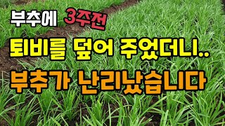 부추밭에 퇴비거름을 웃거름으로 많이 주었더니 부추가 난리났습니다 부추굵게키우는법 부추추비주는법