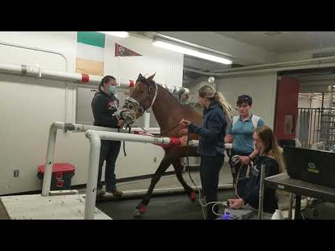 Hyperthermia and Acidosis in Exertional Muscle Damage