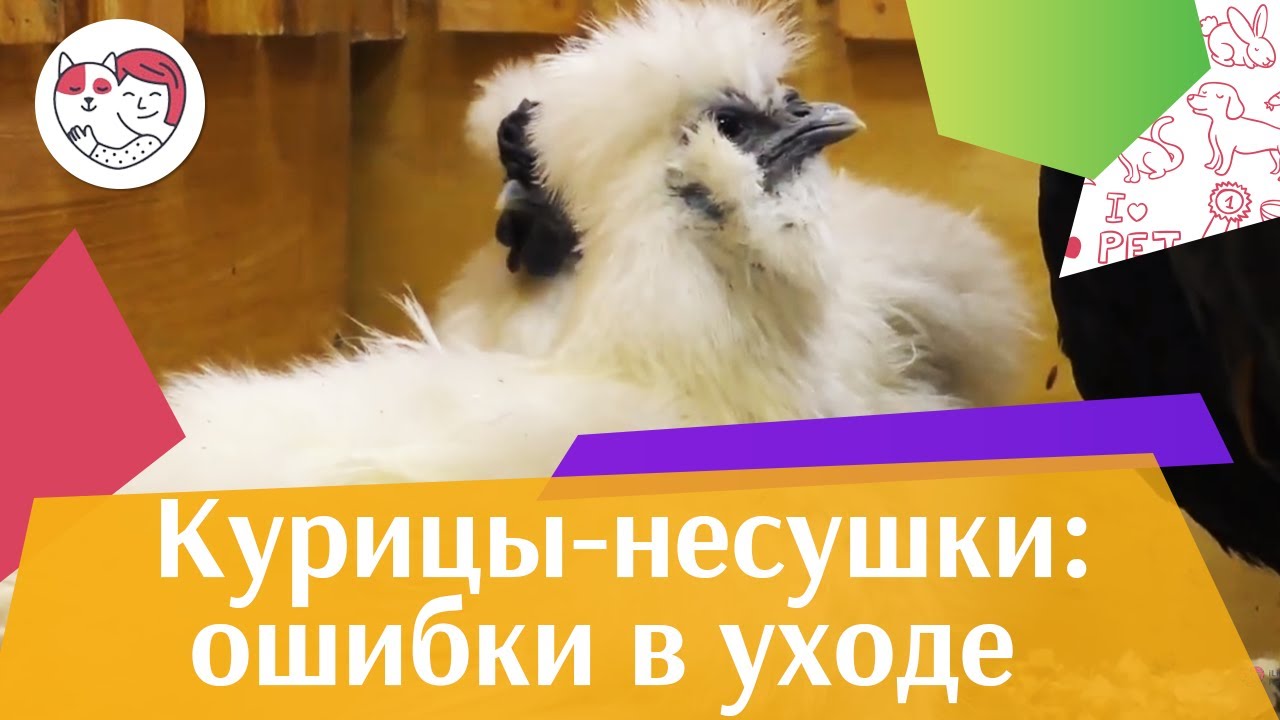 4 самые распространенные ошибки при уходе за курицами-несушками на ilikepet