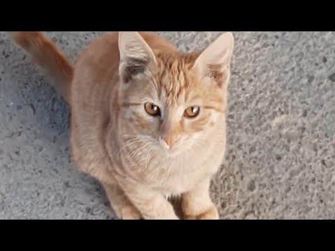 stray ginger cat eats dry food
