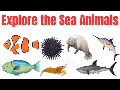 Explore the sea animals | learn ocean animals for kids | Ocean animals video for preschool