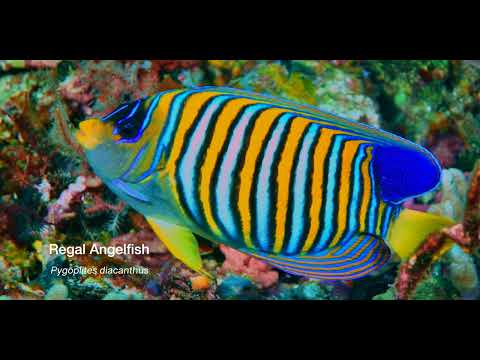 1 Angelfish B - scuba diving video
