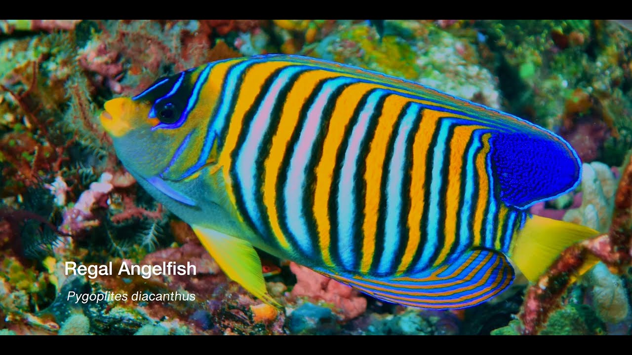 1 Angelfish B