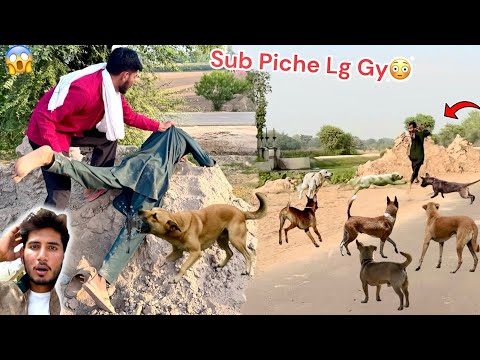 HAMZA KO STREET DOGS🐕 NY CAT LIYA🤬