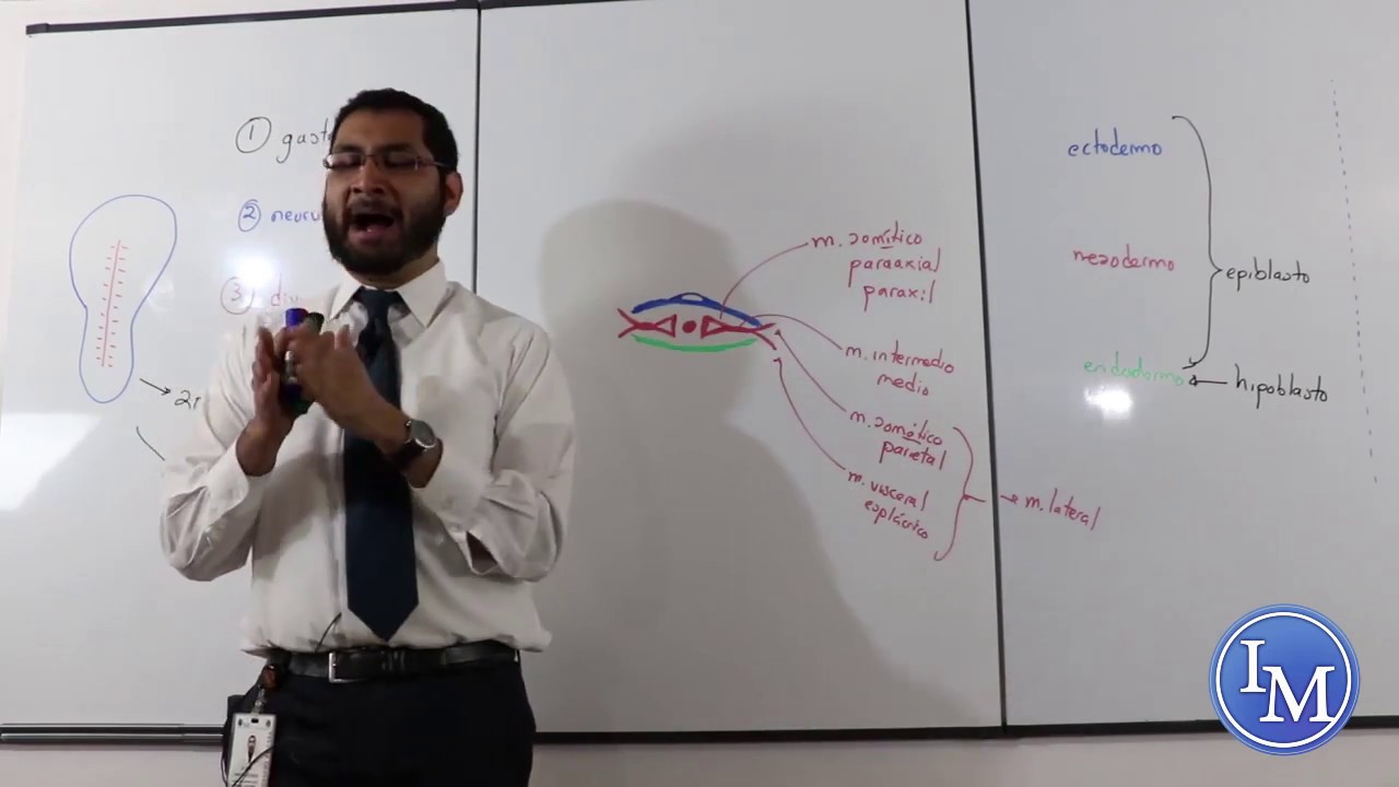 Embriología - División del Mesodermo