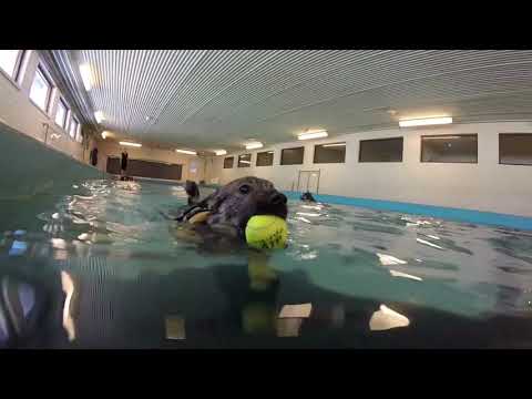 Swedish vallhund swimming in a pool