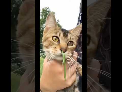 How Teen Cats Get Septum Piercings 😷 #goodtoknow #vet #medicine #funfacts #lifehacks #educational