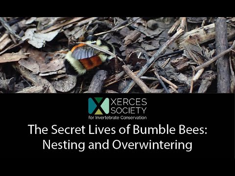 The Secret Lives of Bumble Bees: Nesting and Overwintering