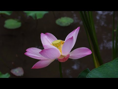 Coping with Corona – Reduce Stress and Fear in 30 Minutes!