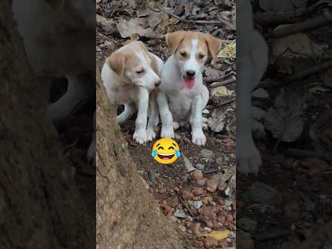 @krishik6549 #viral cute puppy#cute baby video#funnyvideo for children#viral video cute puppy