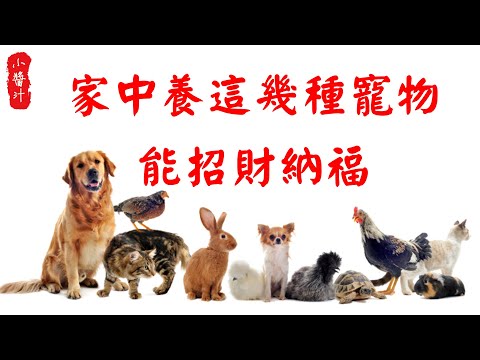 招財寵物
